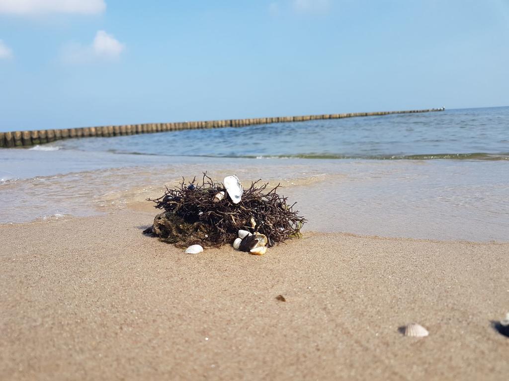 Ferienwohnung Strandwurzel Zempin Exterior foto